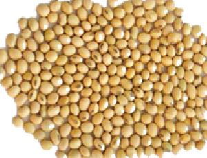 Soya Bean Seeds