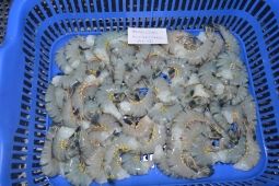 HL BLACK TIGER (CULTURE)