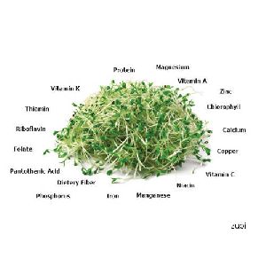 Alfalfa Microgreens