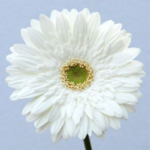 Balance Gerbera Flower