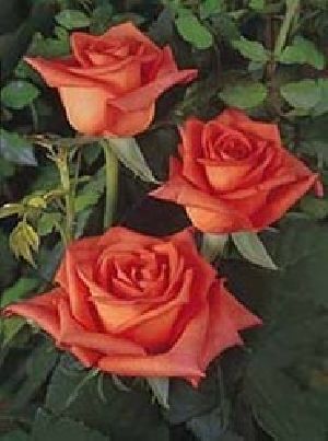 Naranga Rose Flower