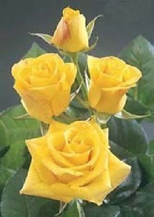 Sunking Yellow Rose