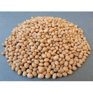 Arhar Seeds