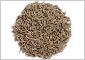 cumin seed