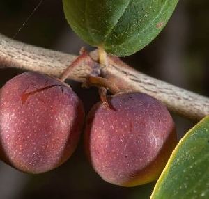 Fresh Fruits