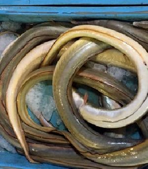 Eel Fish in UAE
