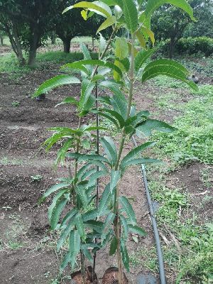 mango plant