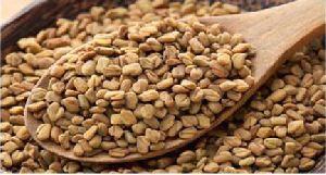 fenugreek