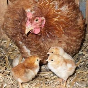 Nati Poultry Chicks