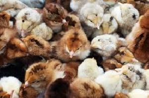 Female Poultry Chicks