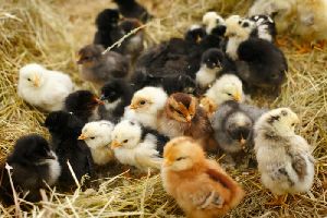 Male Poultry Chicks