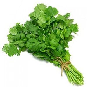 fresh coriander leaves