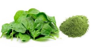 spinach-powder-Palak