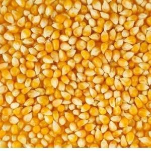 Organic yellow maize seeds