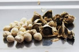 Moringa Seed