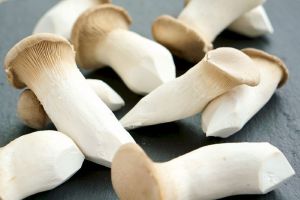 oyster mushroom