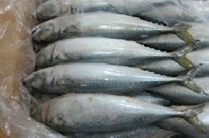 High Quality Whole Round Pacific Ocean Frozen Mackerel Fish