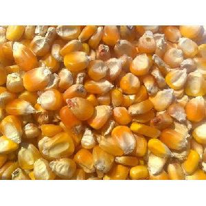 Producer's Pride Whole Corn Feed, 50 lb. Bag at Tractor Supply Co.