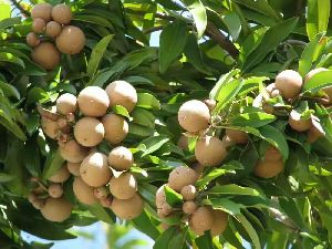 Grafted Sapota Plant