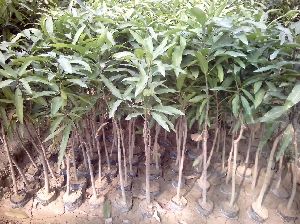 Langra Mango Plant