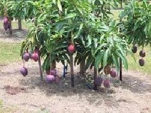 Purple Mango Plant