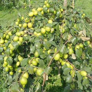 Thai Apple Ber Plant