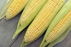 Sweet Corns