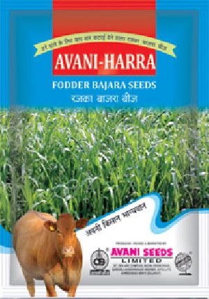 BAJRA FODDER