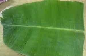 banana leaf