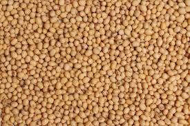 Sorghum Seeds, Packaging Type : Red White