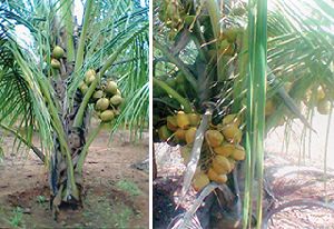 Coconut Seeds