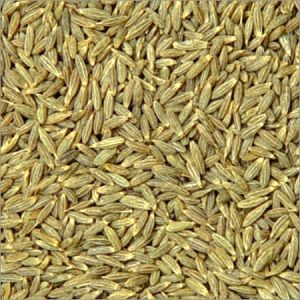 cumin seed