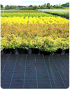Agriculture Ground cover