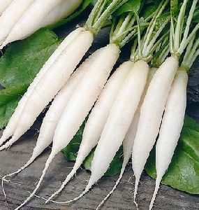 White Radishes