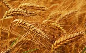 HD-2967 Wheat Seeds