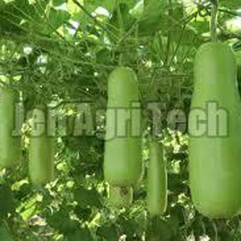 Hybrid Bottle Gourd Seeds