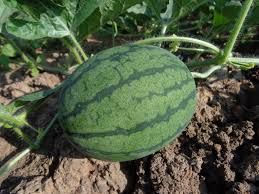 hybrid watermelon seeds