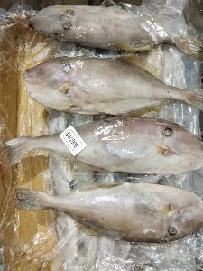 Frozen Leather Jacket Fish at Best Price in Mumbai | Crystal Overseas Inc.