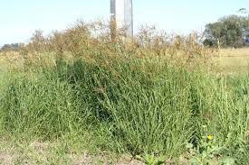 Rhodes Grass