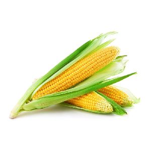 yellow corn