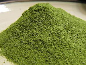 moringa leaves powder