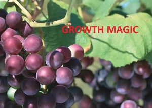 GROWTH MAGIC - GRAPE GROWTH SPECIALIST Fertilizer