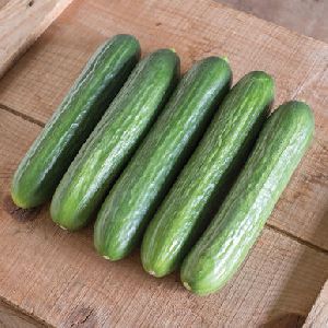 fresh cucumber