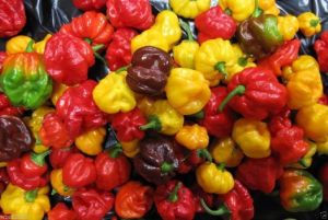 Fresh Scotch Bonnet Pepper