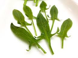 Fresh Sorrel Leaves