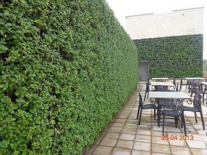 Vertical Garden Landscaping Services