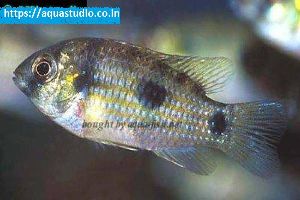African butterfly cichlid Fish