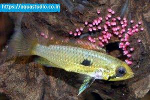 Agassizs dwarf cichlid Fish
