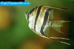 Altum angel fish Fish
