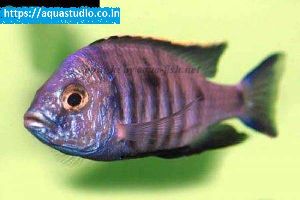 Azureus Fish